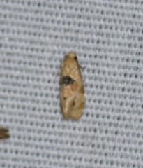 Spinipogon harmozones