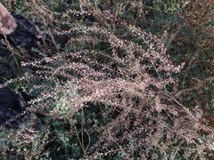 Lepidium virginicum menziesii