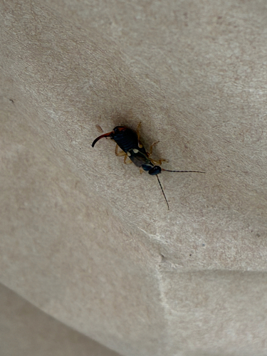 European Earwig photo 6