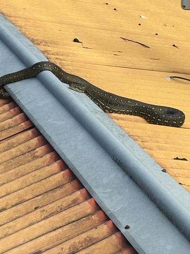 Diamond Python sighting