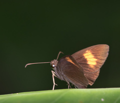 Koruthaialos rubecula