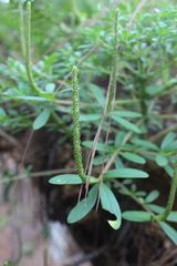 Peperomia leptophylla