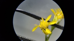 Solidago arguta arguta