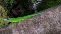 Anolis noblei