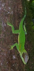 Anolis noblei