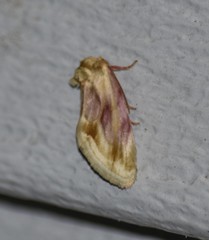 Chamaeclea basiochrea