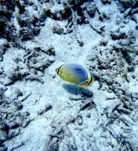 Chaetodon trifasciatus