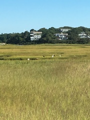 Plegadis falcinellus