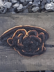 Gloeophyllum abietinum