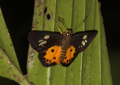 Pintara pinwilli