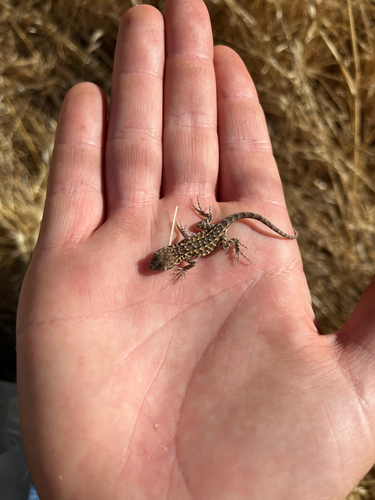 iNaturalist observation photo of Western Side-blotched Lizard