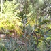 Styphelia viridis breviflora - Photo (c) Tony van Kampen, some rights reserved (CC BY), uploaded by Tony van Kampen