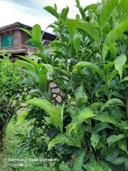 Methona confusa confusa