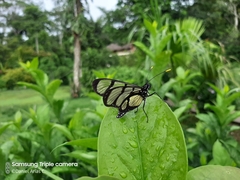 Methona confusa confusa