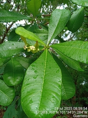 Cascabela ovata