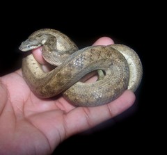 Tropidophis melanurus