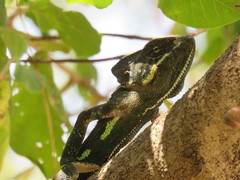 Chamaeleo arabicus