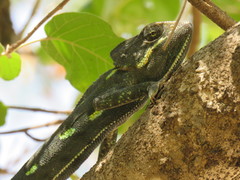 Chamaeleo arabicus