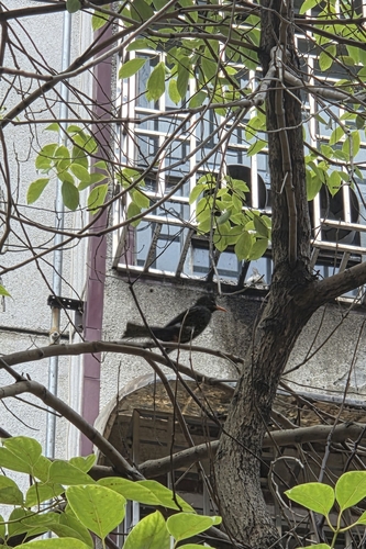 Black Bulbul