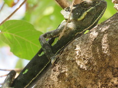Chamaeleo arabicus
