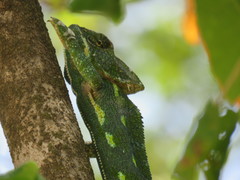 Chamaeleo arabicus