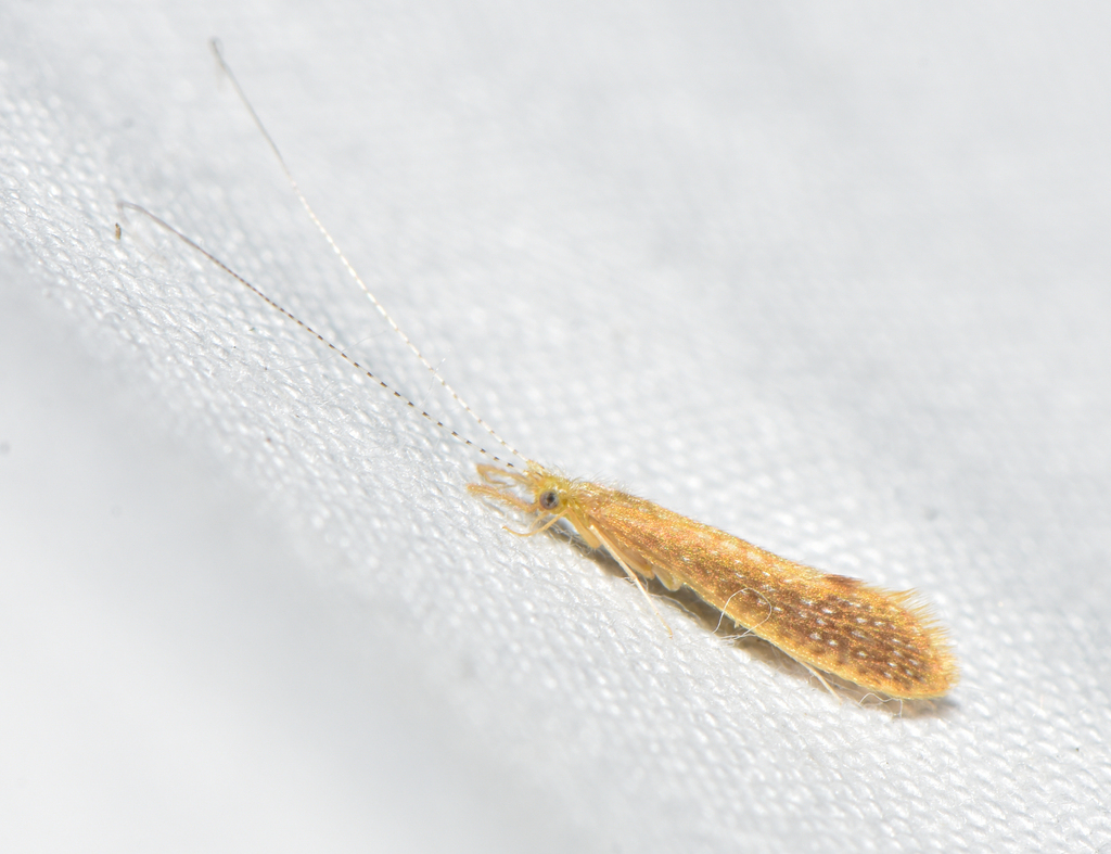 Setodes incertus