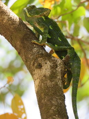 Chamaeleo arabicus