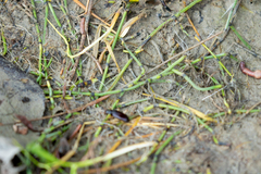 Equisetum variegatum