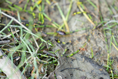 Equisetum variegatum