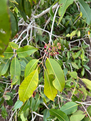 Syzygium cumini, recorded fruiting