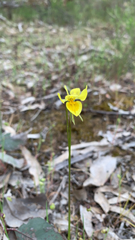 Diuris behrii