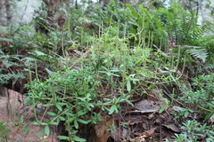 Peperomia leptophylla