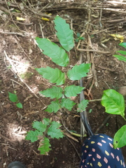 Alectryon excelsus excelsus