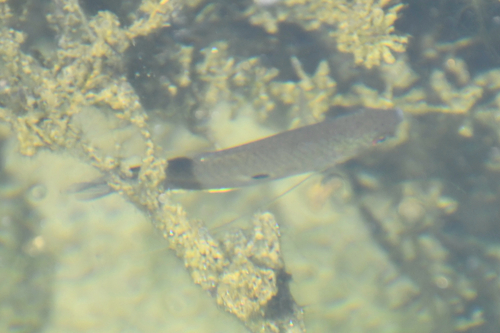 Trichopodus trichopterus