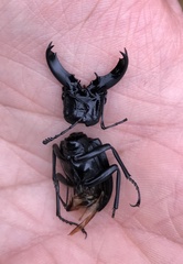 Cantharolethrus steinheili