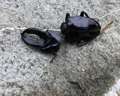 Cantharolethrus steinheili