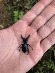 Cantharolethrus steinheili