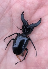 Cantharolethrus steinheili