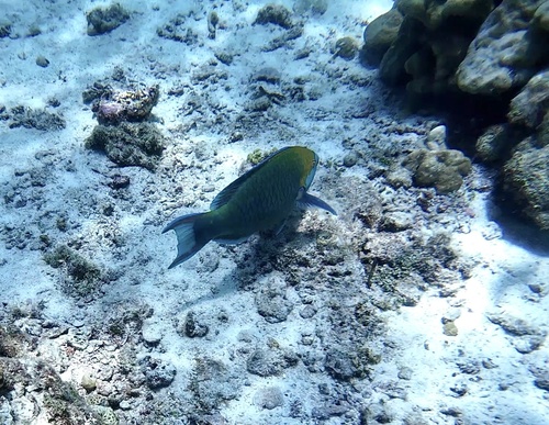 Scarus prasiognathos