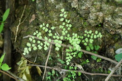 Adiantum tricholepis