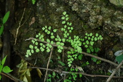 Adiantum tricholepis