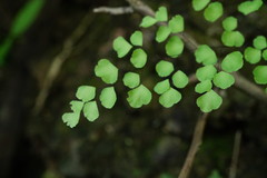 Adiantum tricholepis