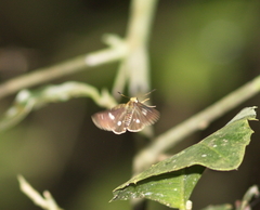 Scobura isota