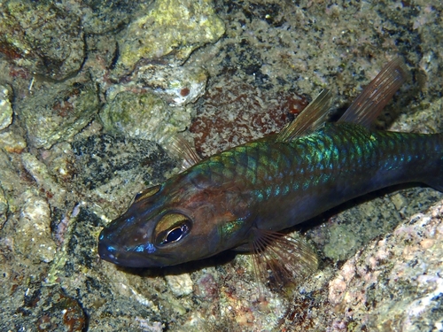 Singapore toothy cardinalfish (Cheilodipterus singapurensis) — Apogonidae — 4