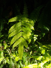 Blechnum novae-zelandiae