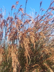 Rusty Sporadanthus (Sporadanthus ferrugineus)