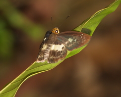 Gerosis phisara