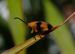 Stethopachys formosa