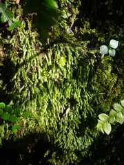 Fissidens asplenioides