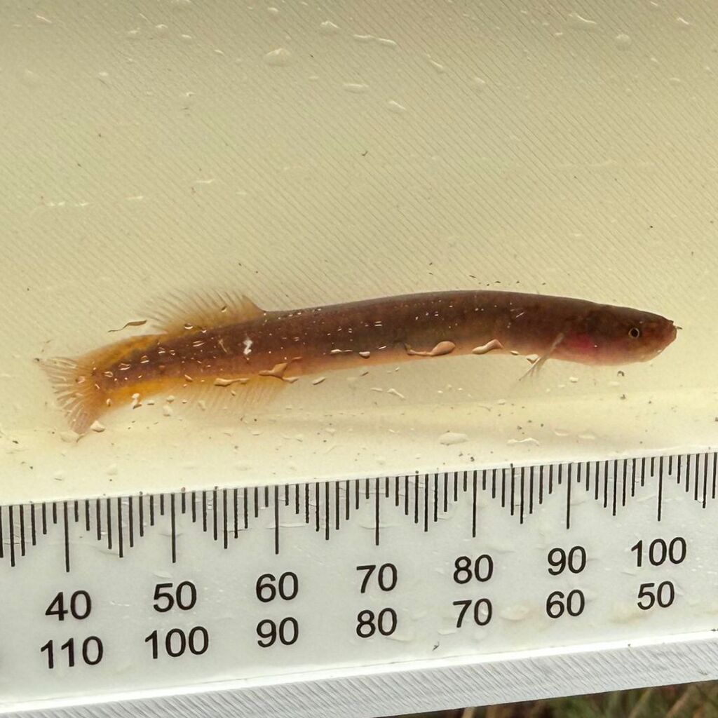 Northland Mudfish